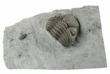 Wide, Partial Eldredgeops Trilobite Fossil - Silica Shale, Ohio #191141-1